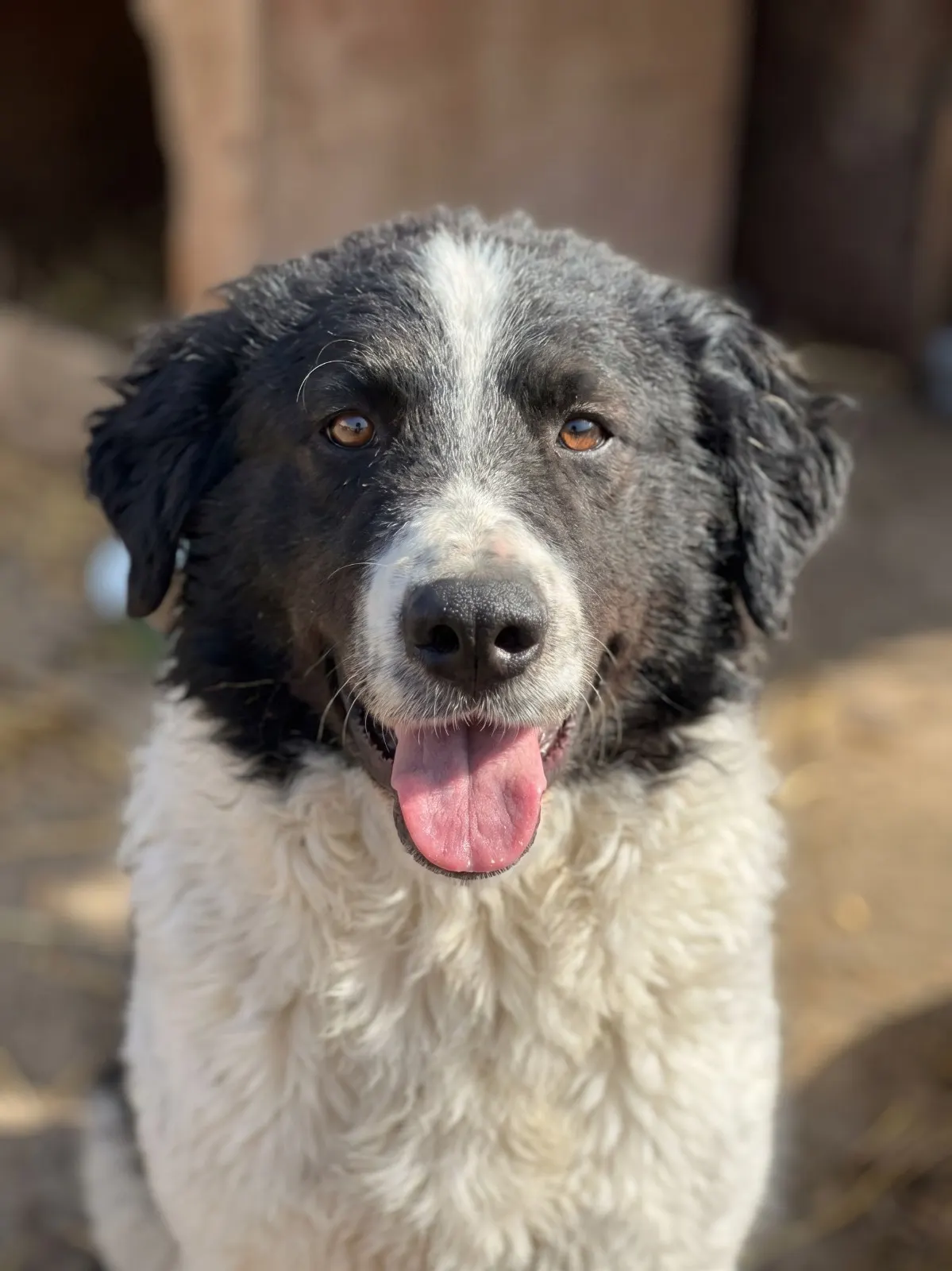 Floris, un câine alb cu pete negre, privind spre cameră