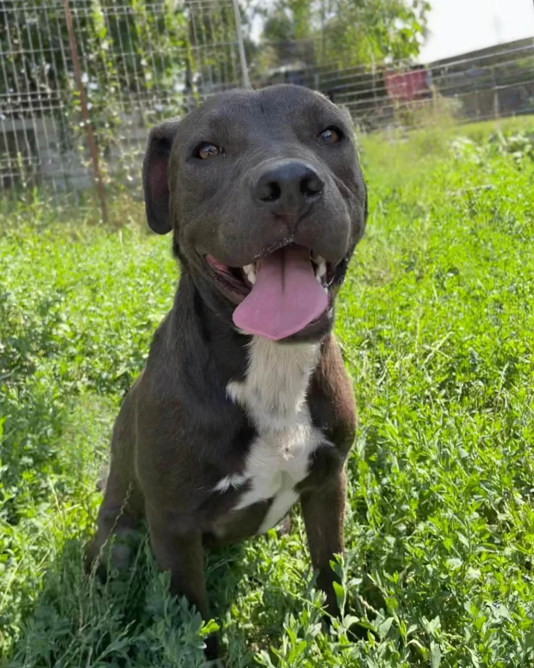 Nox, un câine tânăr, negru cu pieptul alb, privind spre cameră
