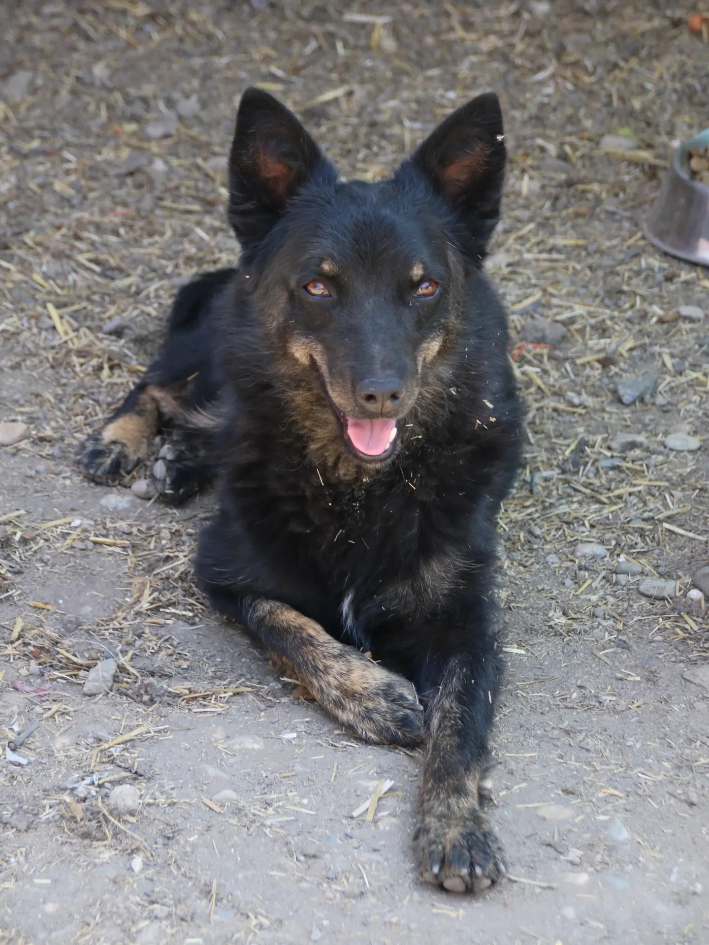Pablo, un câine negru cu o pată albă pe piept, privind spre cameră