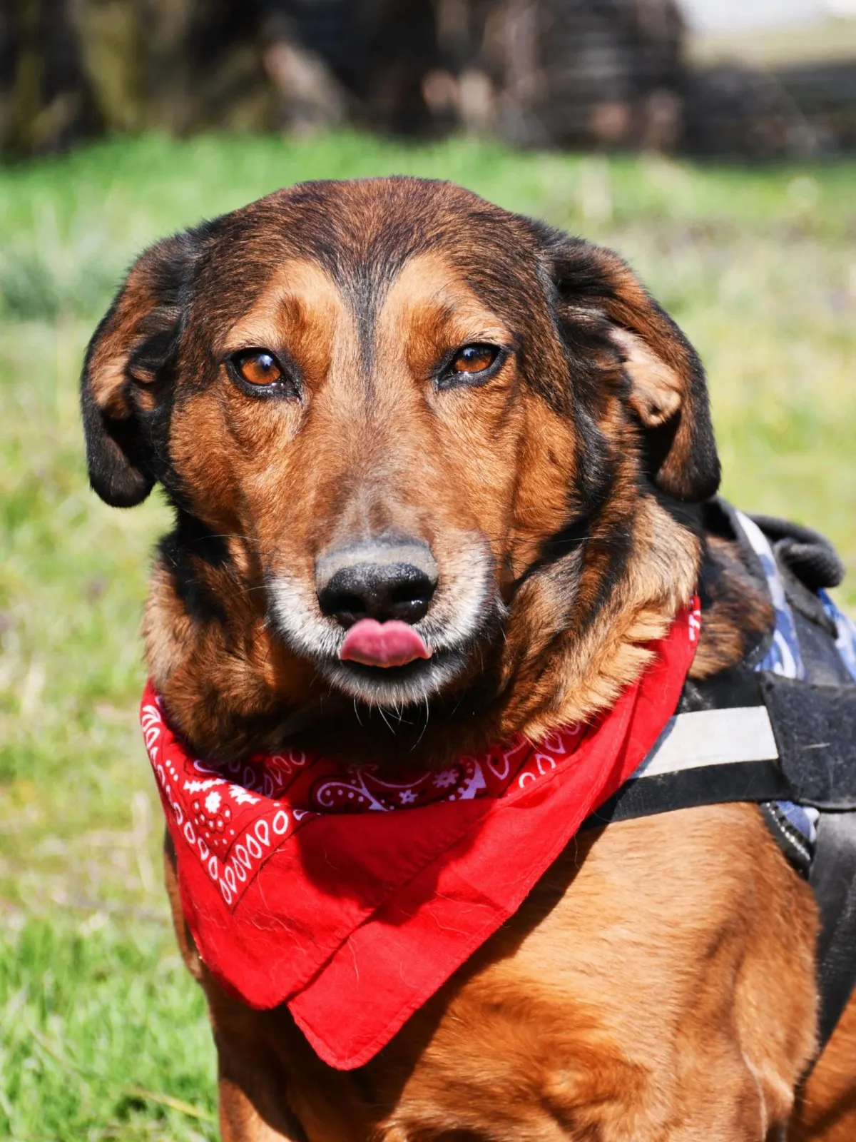 Toby, un câine maro cu o eșarfă roșie, privind spre cameră